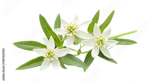 Exquisite Swiss Mountain Edelweiss Plant Anaphalis Javanica Close-Up Photography