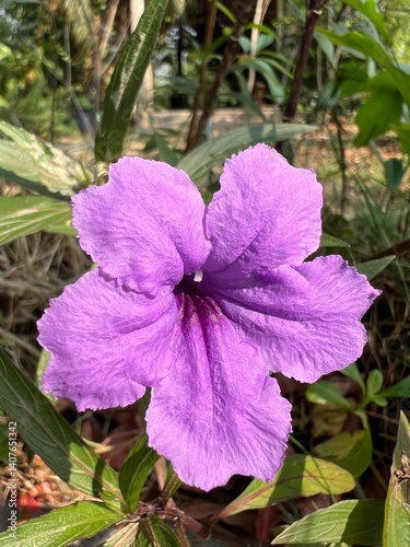 Vibrant purple flower surrounded by lush greenery.