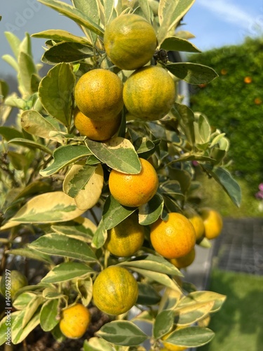 Vibrant citrus fruits on a leafy tree branch in sunlight.