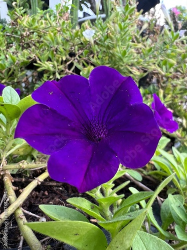 Vibrant purple flower blooming among green foliage.