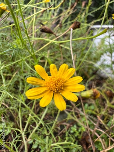 Bright yellow flower surrounded by green foliage in a natural setting.