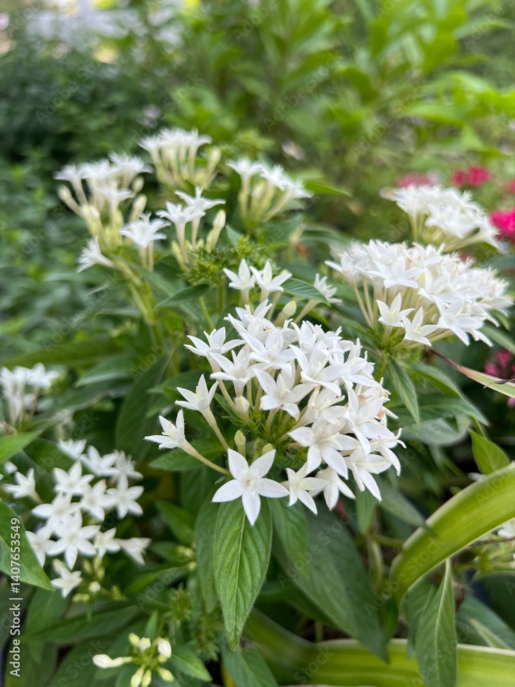 White flowers blooming amidst lush green foliage. White flowers blooming amidst lush green foliage.