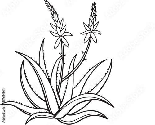 Alovera black and white and lily of the valley floral illustration