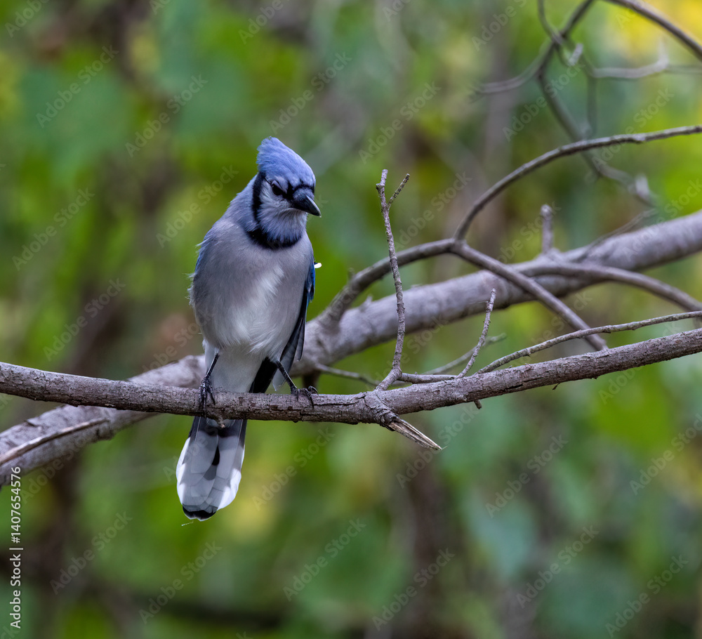 Fototapeta premium Blue Jay