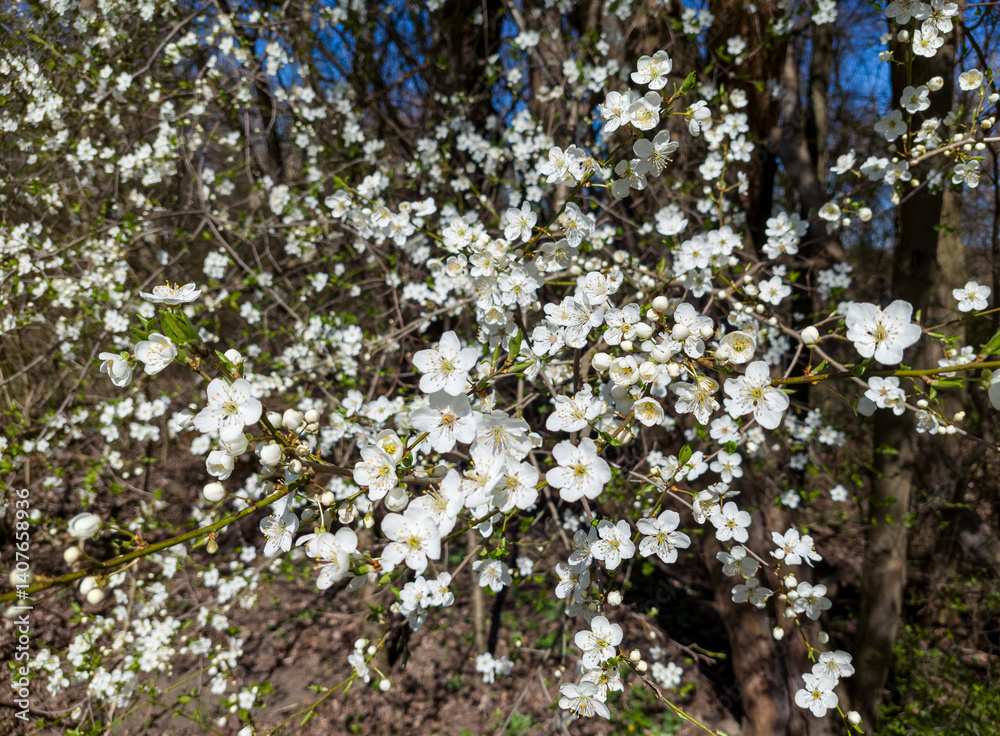 Cherry plum (Prunus cerasifera) - close-up view of clusters of delicate, star-shaped white flowers. Cherry plum (Prunus cerasifera) - close-up view of clusters of delicate, star-shaped white flowers.