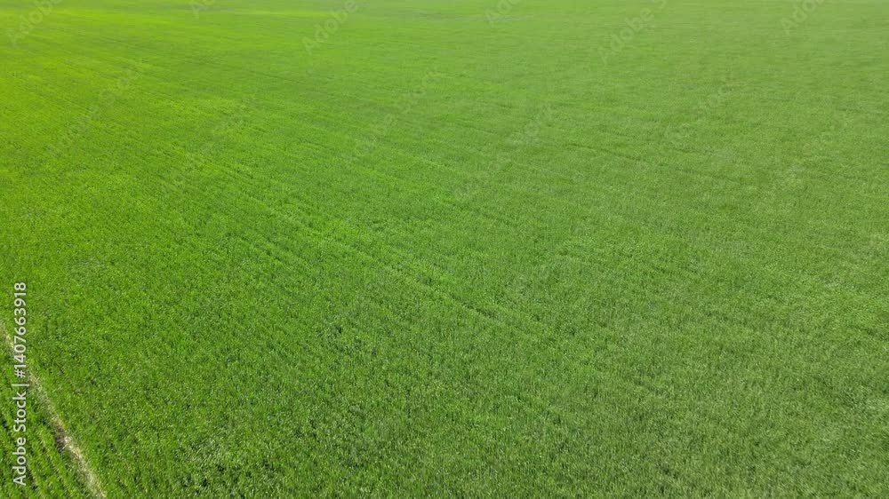 Drone aerial looking down onto a bright green wheat field blowing in a strong wind
Drone aerial looking down onto a bright green wheat field blowing in a strong wind
