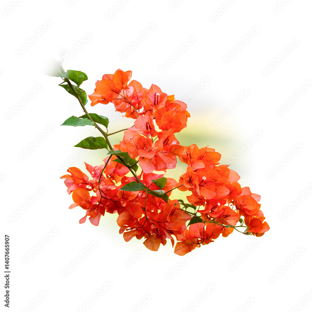 custom made wallpaper toronto digitalBright orange-red bougainvillea flowers isolated on white background, showcasing vibrant tropical beauty and natural elegance.