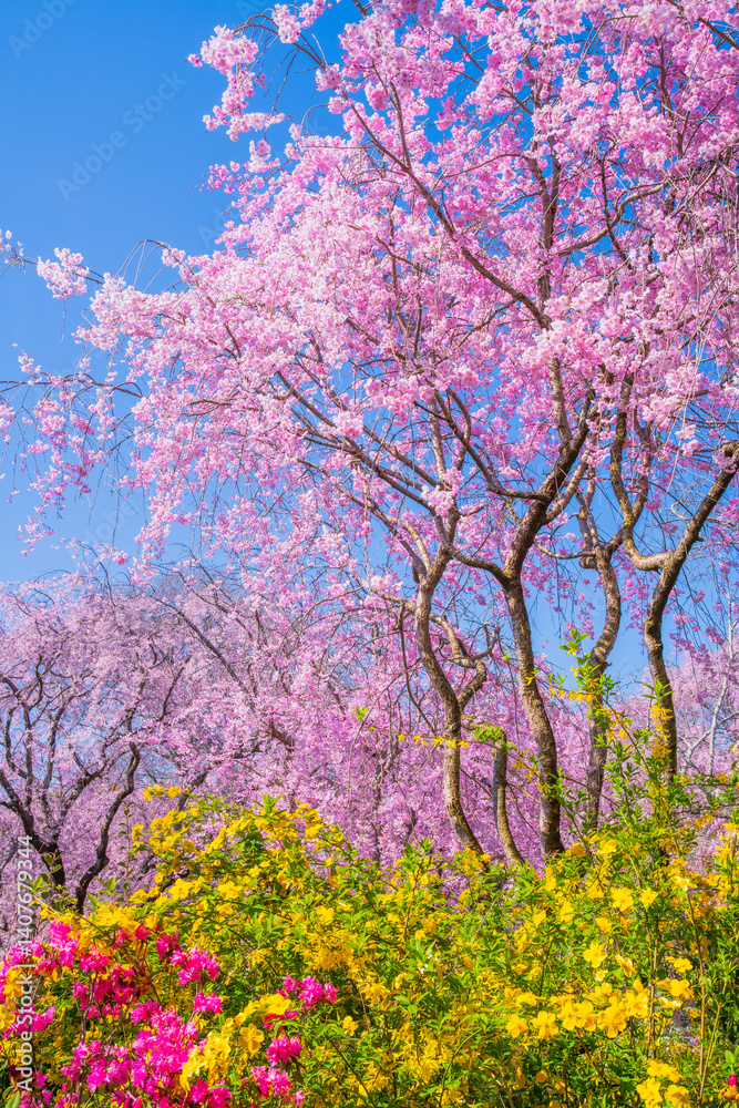 京都 原谷苑の桜