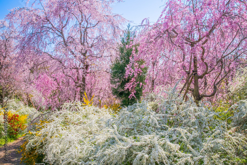 Obraz na płótnie 京都 原谷苑の桜 w salonie