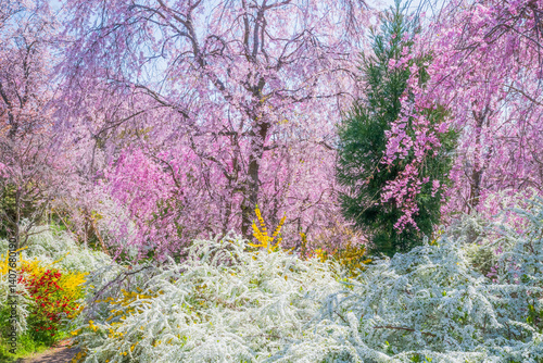 Obraz na płótnie 京都 原谷苑の桜 w salonie
