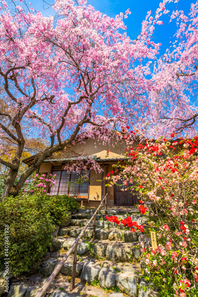 京都 原谷苑の桜
