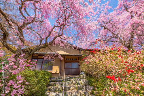 Obraz na płótnie 京都 原谷苑の桜 w salonie