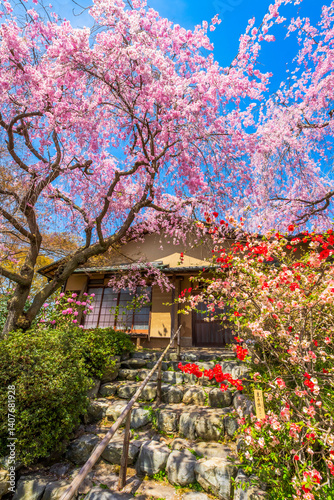Obraz na płótnie 京都 原谷苑の桜 w salonie