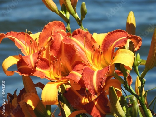 tiger lily flowers bloom orange yellow