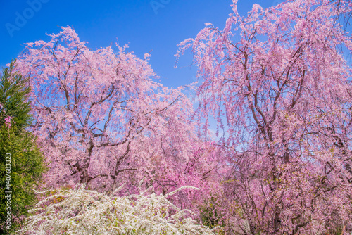 Obraz na płótnie 京都 原谷苑の桜 w salonie