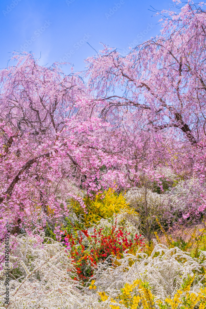 京都 原谷苑の桜