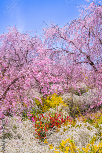 Obraz na płótnie 京都 原谷苑の桜 w salonie
