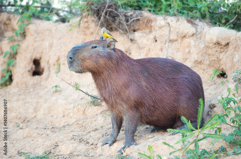 Portrait of a Capybara with a Cattle tyrant bird sitting on its head Portrait of a Capybara with a Cattle tyrant bird sitting on its head
