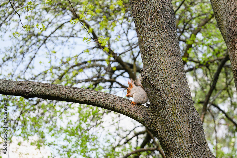 Squirrel sitting on tree branch in spring forest. Squirrel sitting on tree branch in spring forest.