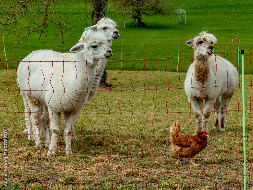 Fototapeta premium Hühner und Lamas am Hühnerwagen