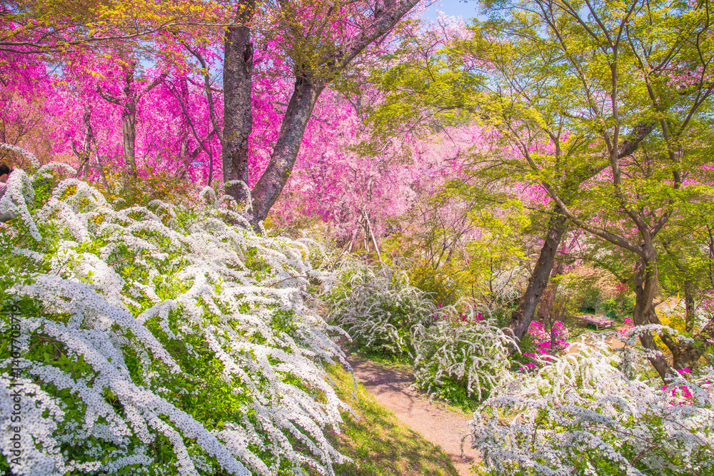 京都 原谷苑の桜
