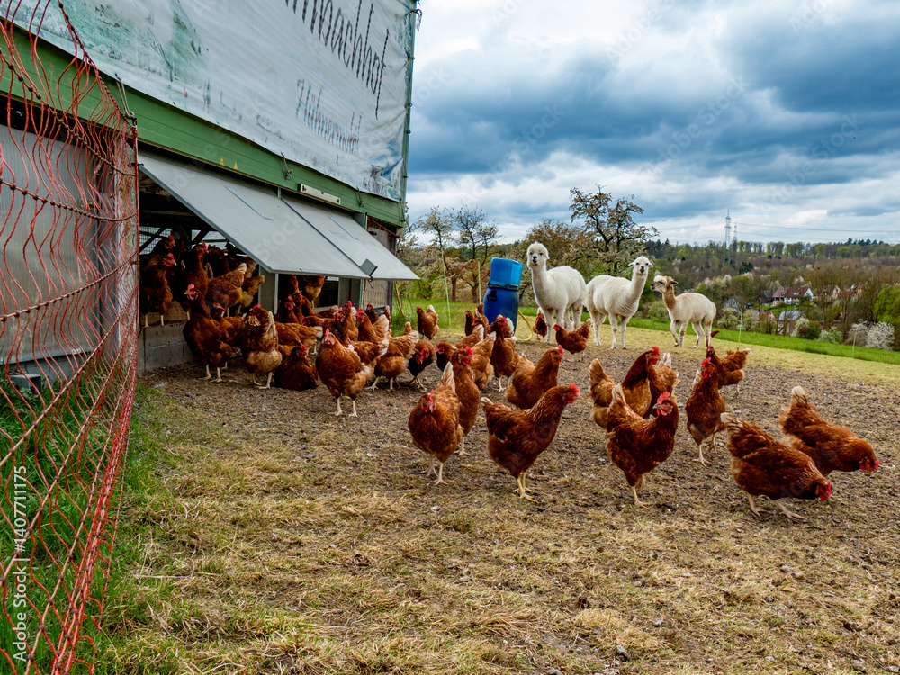 Fototapeta premium Hühner und Lamas am Hühnerwagen
