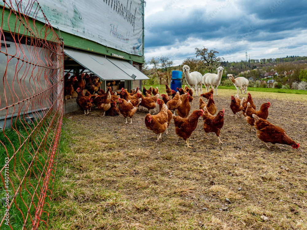 Fototapeta premium Hühner und Lamas am Hühnerwagen