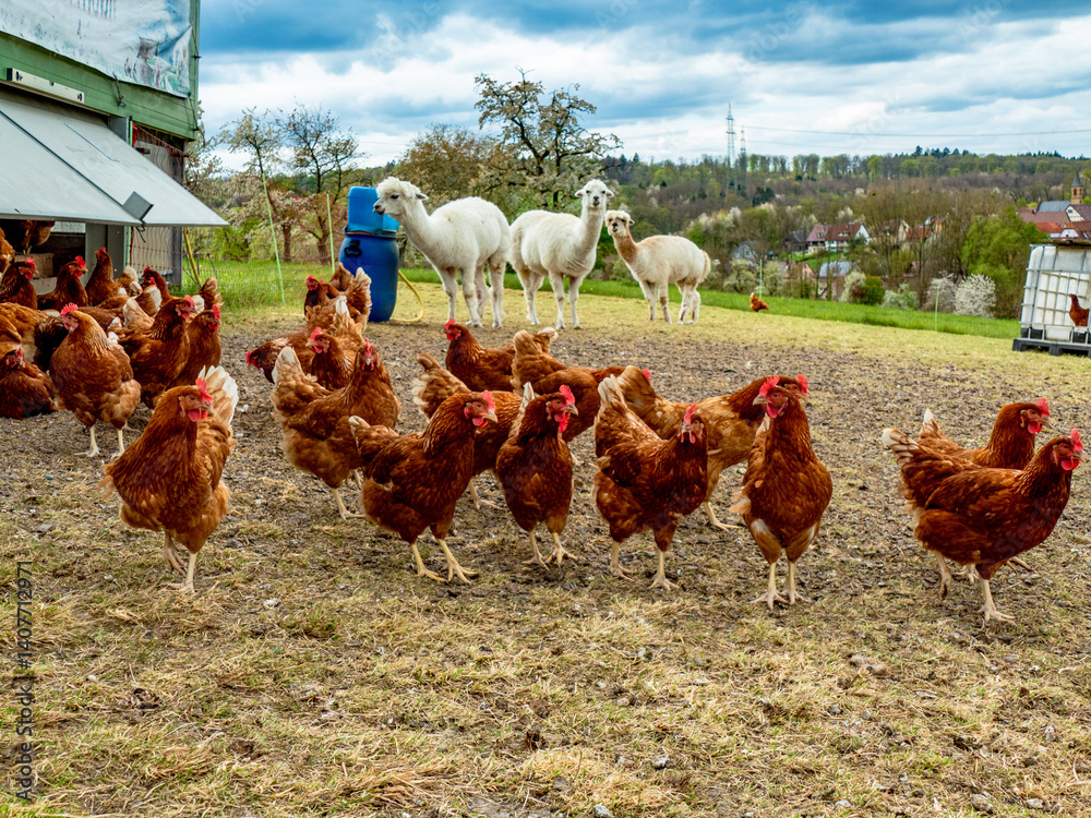 Fototapeta premium Hühner und Lamas am Hühnerwagen