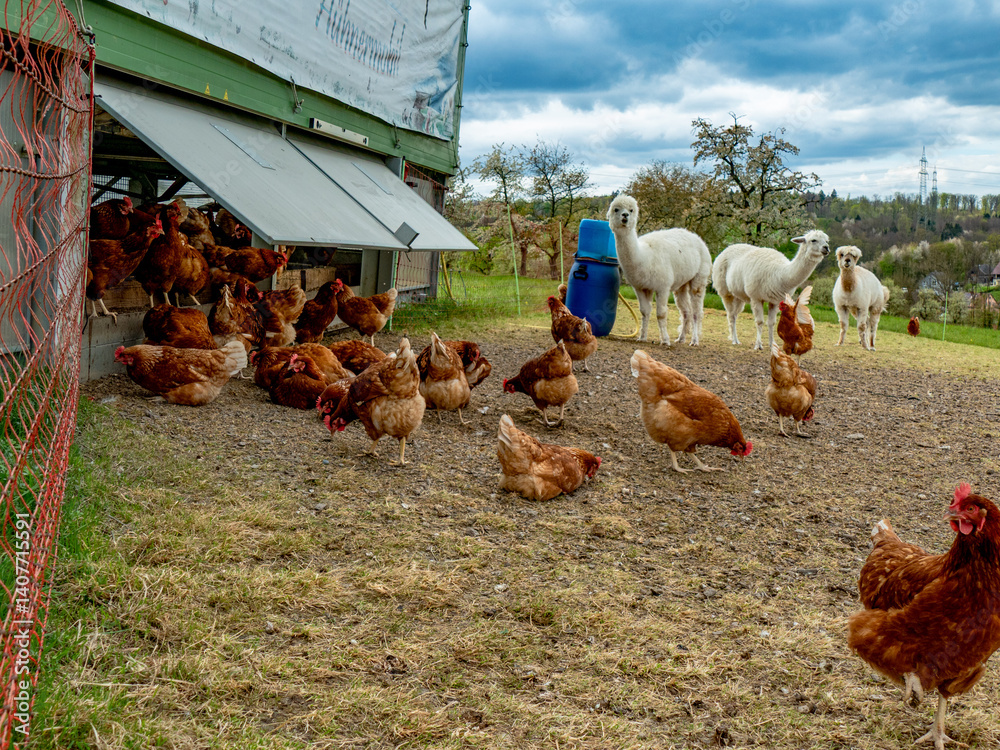 Fototapeta premium Hühner und Lamas am Hühnerwagen