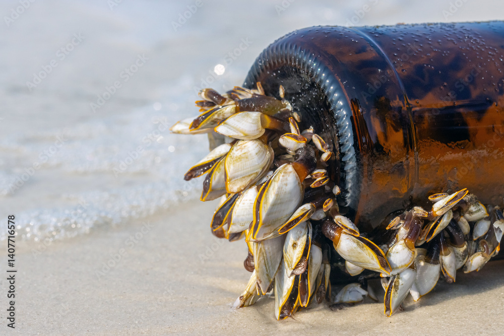 Colony of the pelagic gooseneck barnacle - Lepas anatifera, stuck to a glass bottle washed up from the sea