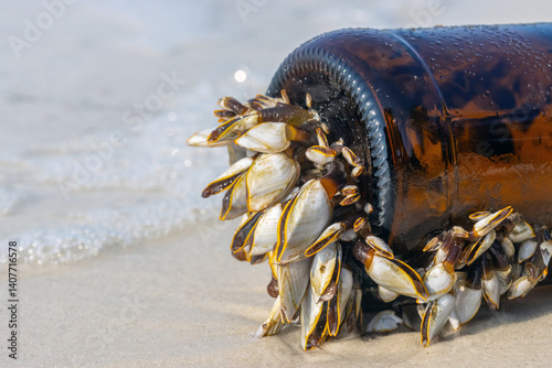 Obraz na płótnie Colony of the pelagic gooseneck barnacle - Lepas anatifera, stuck to a glass bottle washed up from the sea w salonie