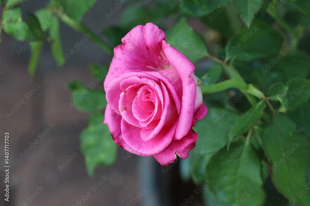 Pink roses are blooming in the garden. Pink roses are blooming in the garden.