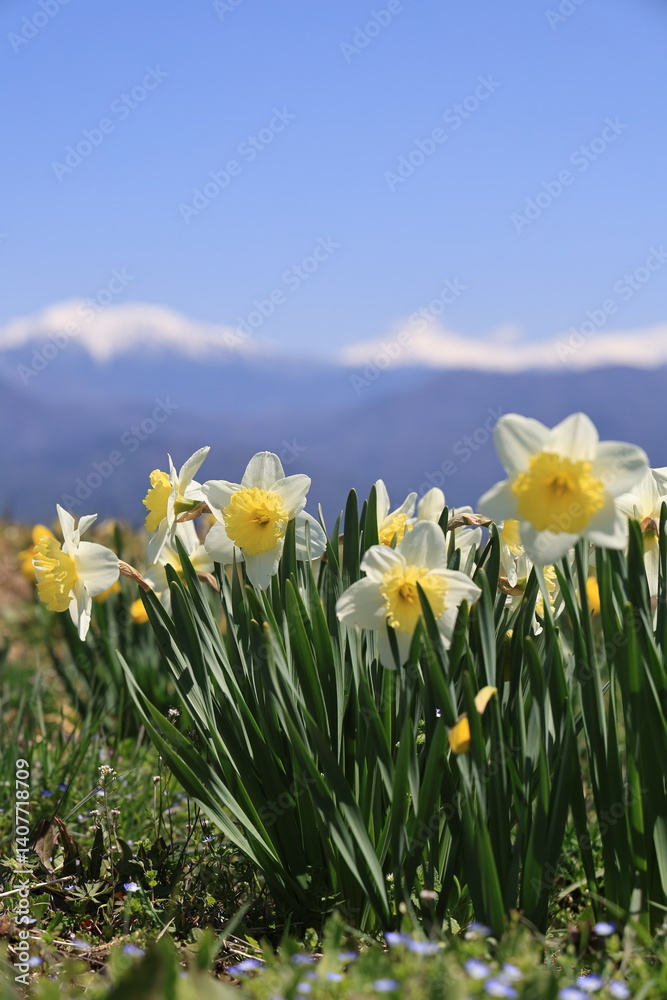 Obraz premium Golden Daffodils with the Central Alps in the Background – Nagano, Japan