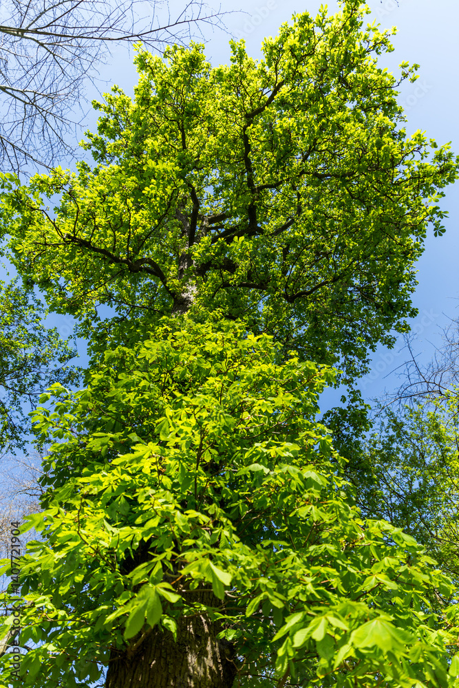 Fototapeta premium green trees in the forest
