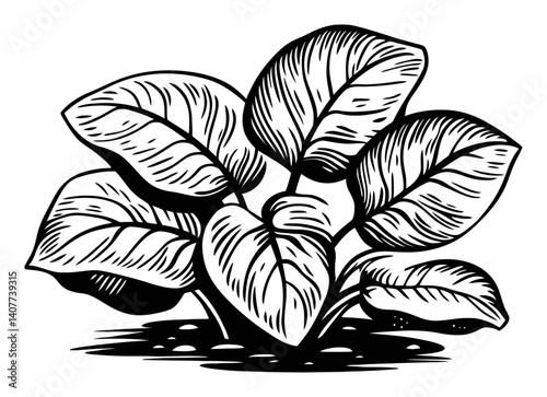 Intricate Woodcut Illustration of Leafy Plant with Bold Lines
