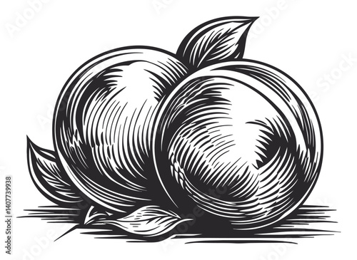 Detailed Woodcut Illustration of Two Plump Fruit with Leaves
