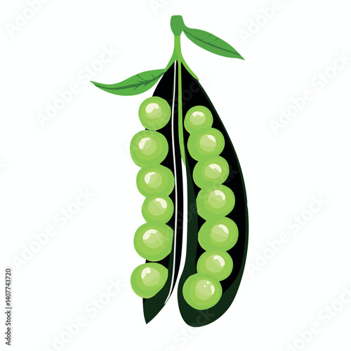image of a young open pea pod, vector, color graphics
