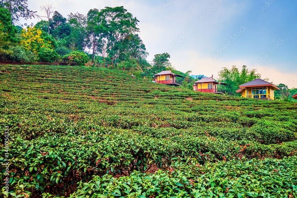 Tea shrubs, Mae Salong Chinese Yunnan tea village, Thailand