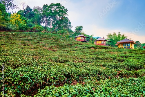 Obraz na płótnie Tea shrubs, Mae Salong Chinese Yunnan tea village, Thailand w salonie