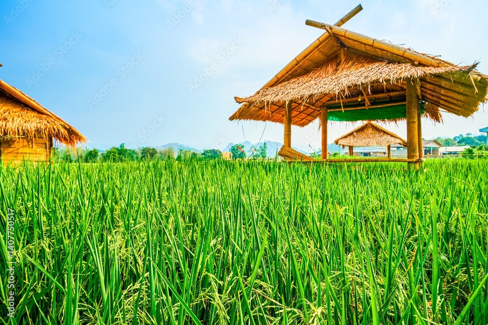 Bamboo lounge pavilions among paddy field in Chiang Rai suburb, Thailand
