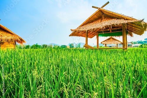 Obraz na płótnie Bamboo lounge pavilions among paddy field in Chiang Rai suburb, Thailand w salonie