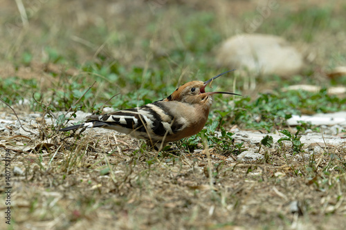 Common hoopoe (Eurasian hoopoe) eating earthworm