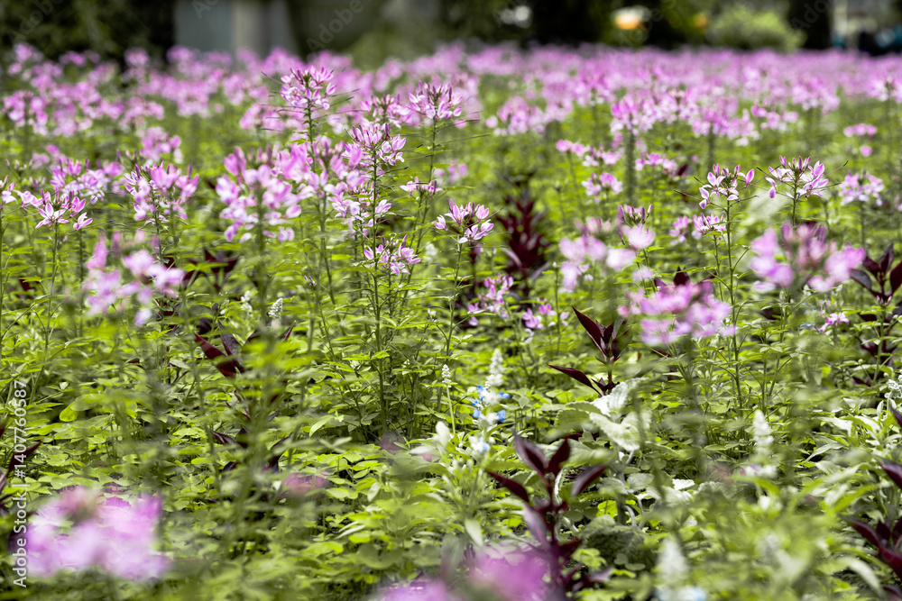 Obraz premium pink flowers in the garden