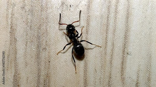 ant sniffing floor in house macro shot close up