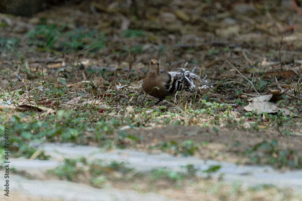 Common hoopoe (Eurasian hoopoe) eating earthworm Common hoopoe (Eurasian hoopoe) eating earthworm