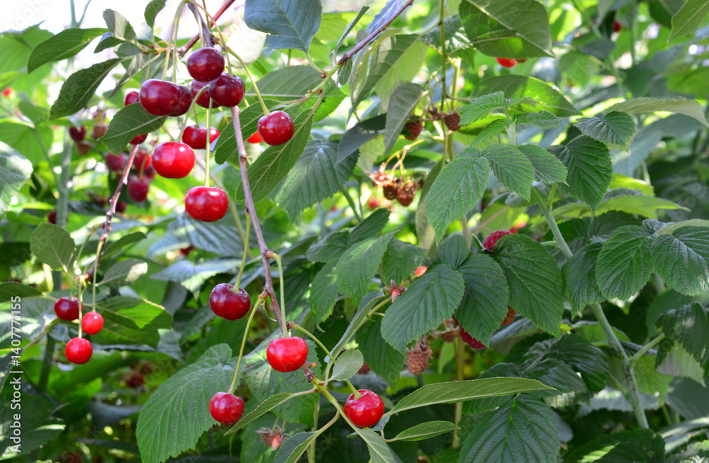 Ripe cherries on a tree branch with green leaves Ripe cherries on a tree branch with green leaves