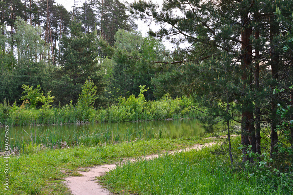 Obraz premium A path through a lush green forest in the summer going to the right