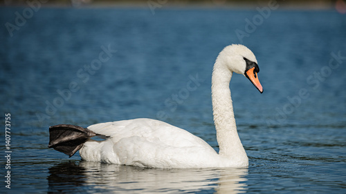 cygnus 