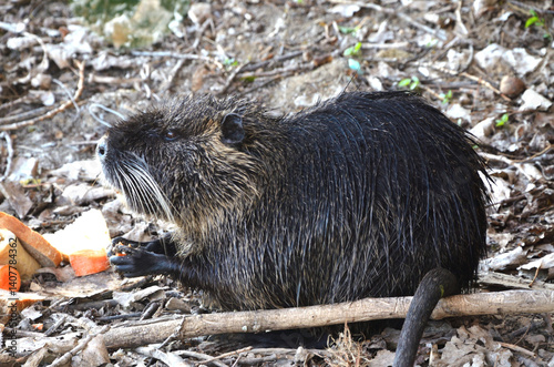 nutria eats bread(Myocastor coypus) photo