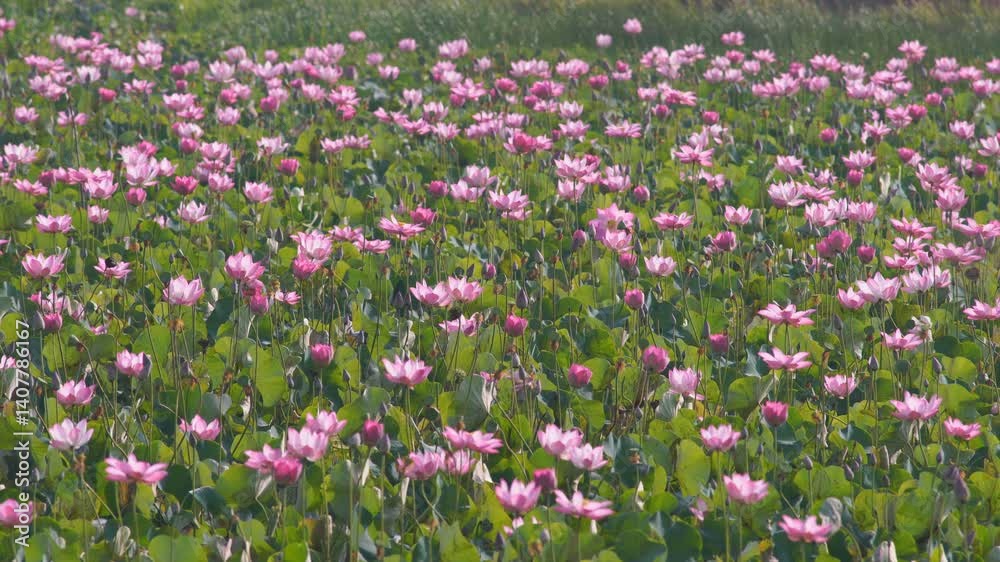 Beautiful Pink Lotus Flowers in a Lush Green Natural Landscape Beautiful Pink Lotus Flowers in a Lush Green Natural Landscape